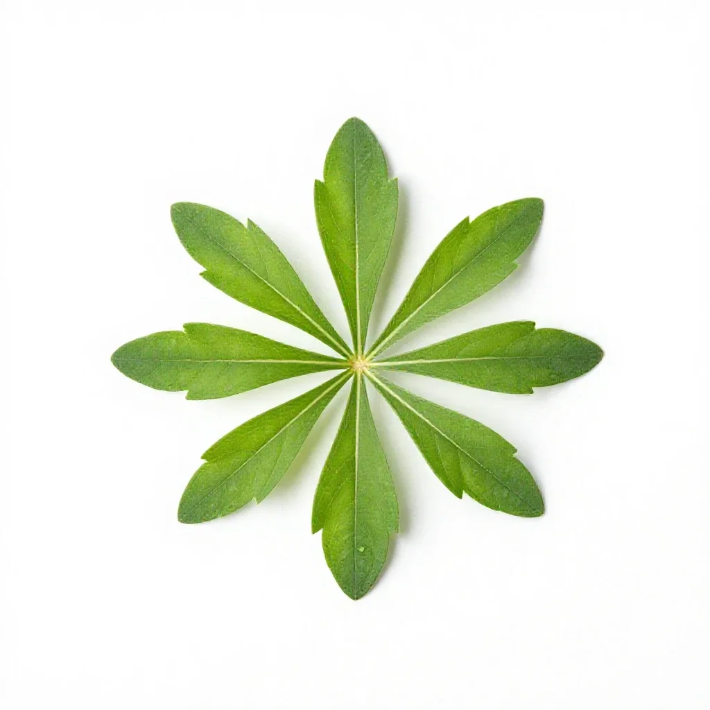 Heart-leaved aster isolated on a white background