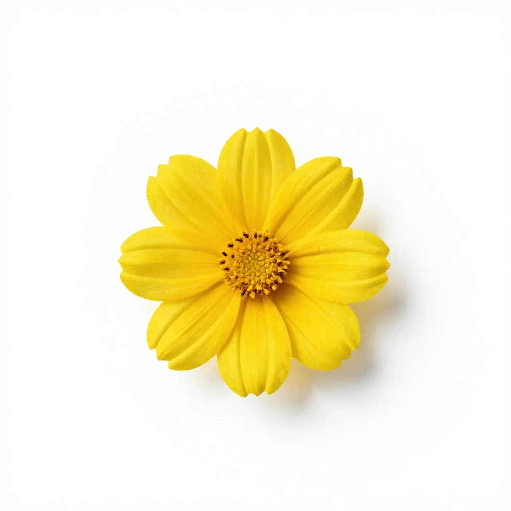 Helmetflower isolated on a white background