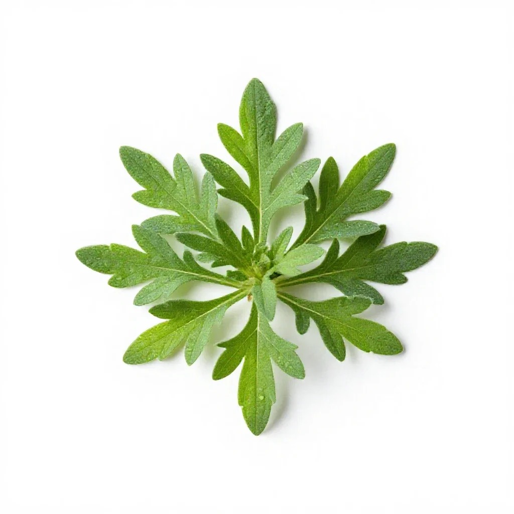 Herba impia isolated on a white background