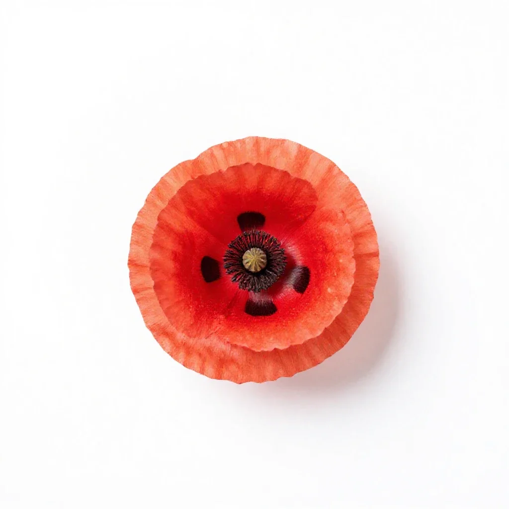 Horn poppy isolated on a white background