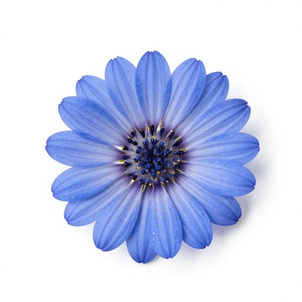 Kingfisher daisy isolated on a white background