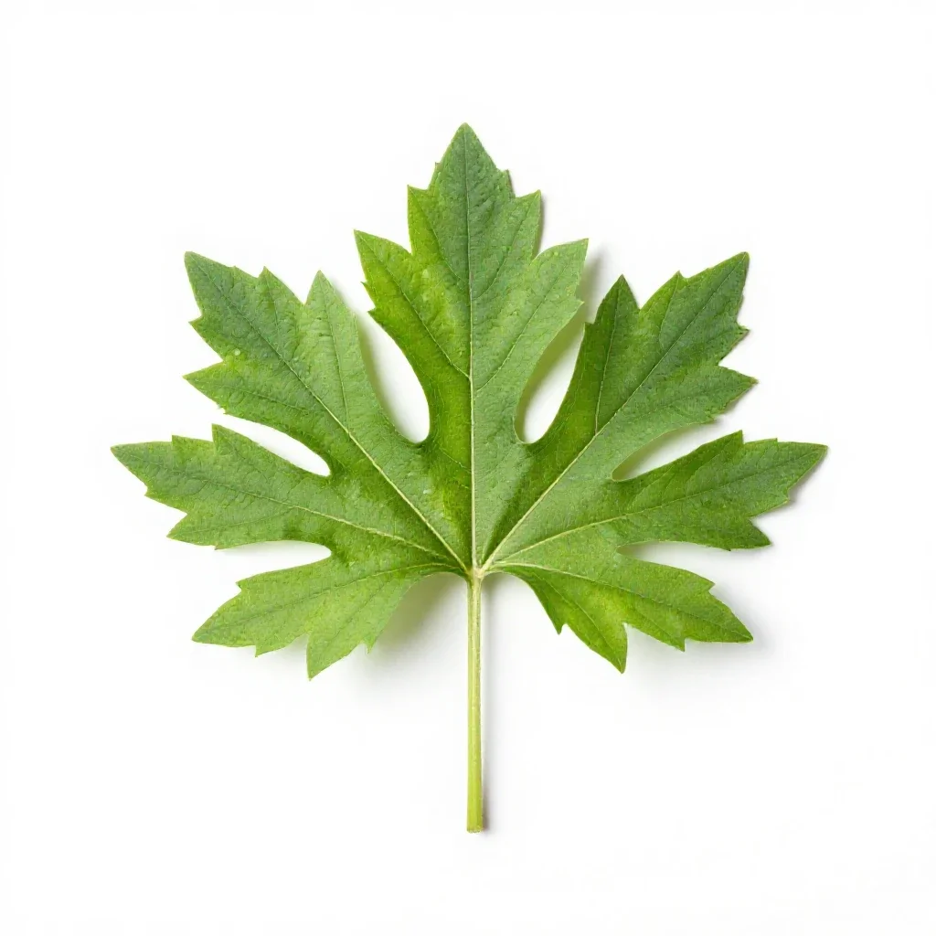 Large-leaved aster isolated on a white background