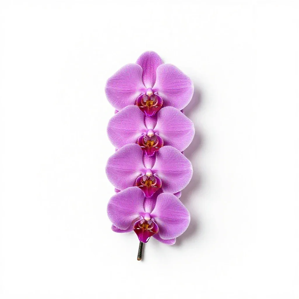 Male orchis isolated on a white background