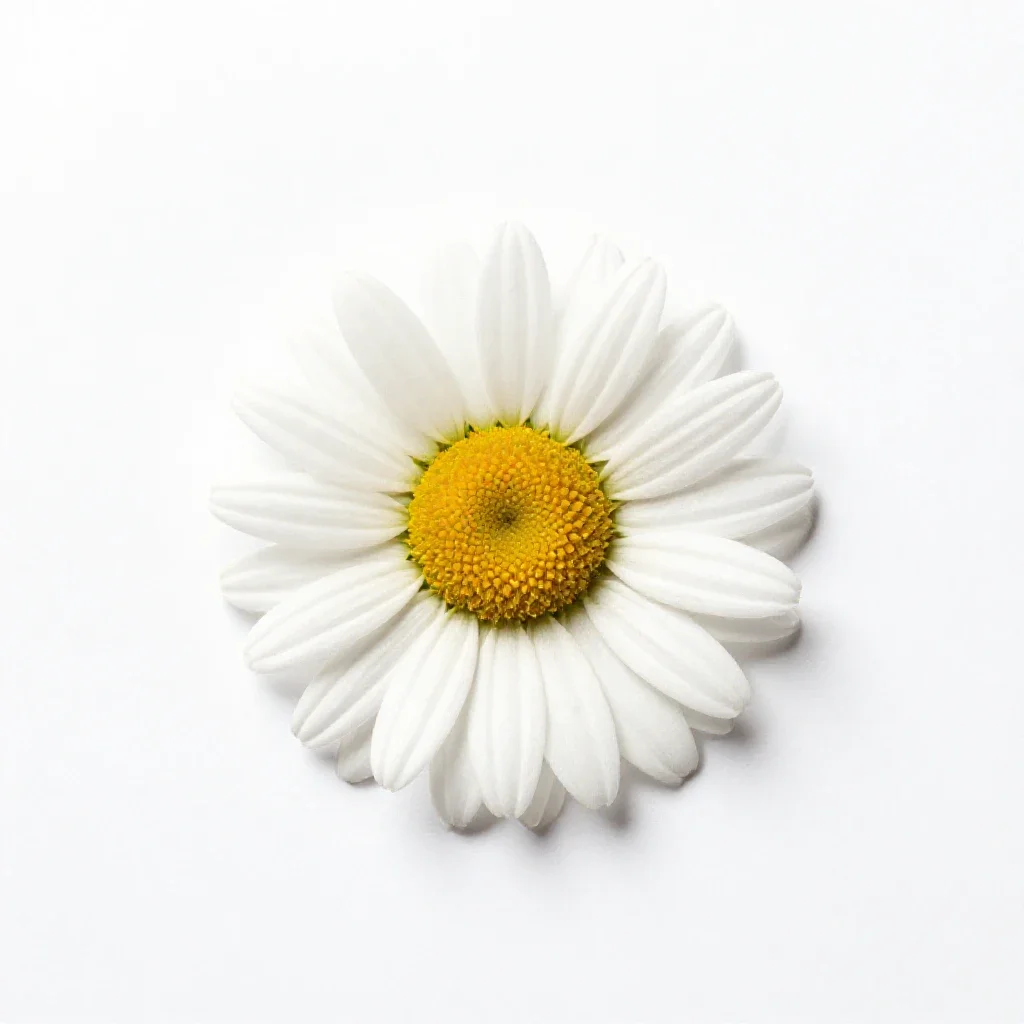 Painted daisy isolated on a white background