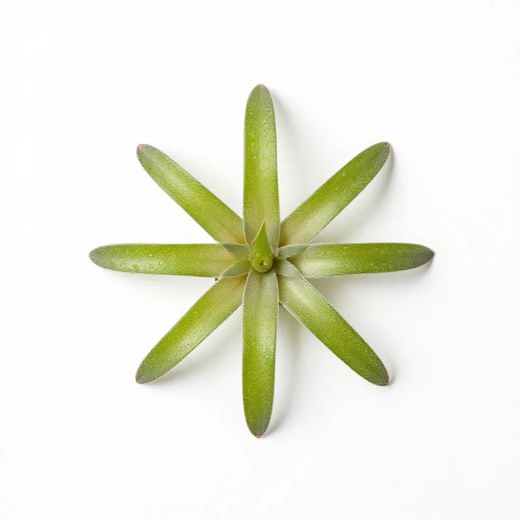 Pleurothallis isolated on a white background