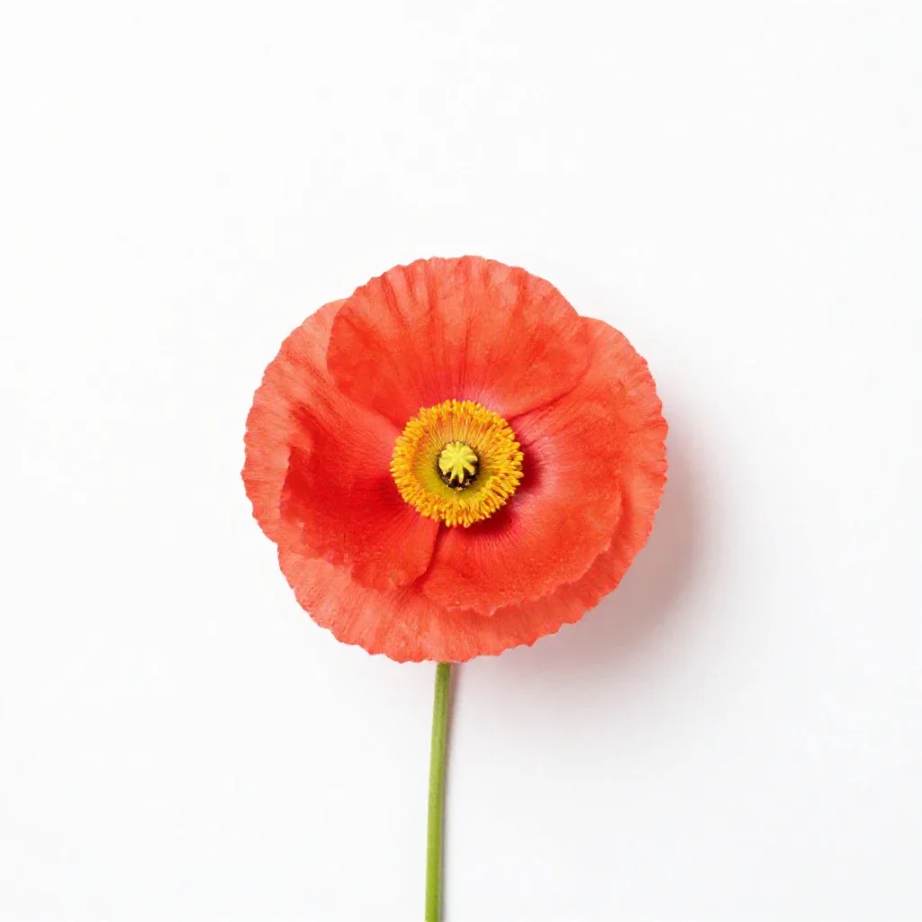 Plume poppy isolated on a white background