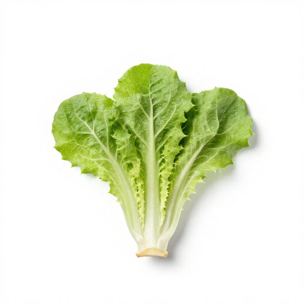 Prickly lettuce isolated on a white background