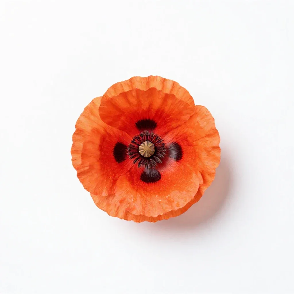 Prickly poppy isolated on a white background