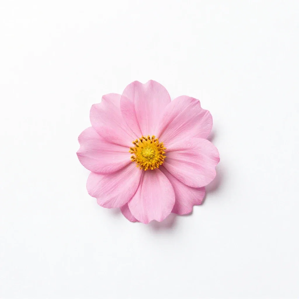 Ray flower isolated on a white background
