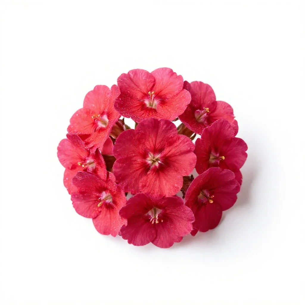 Red campion isolated on a white background