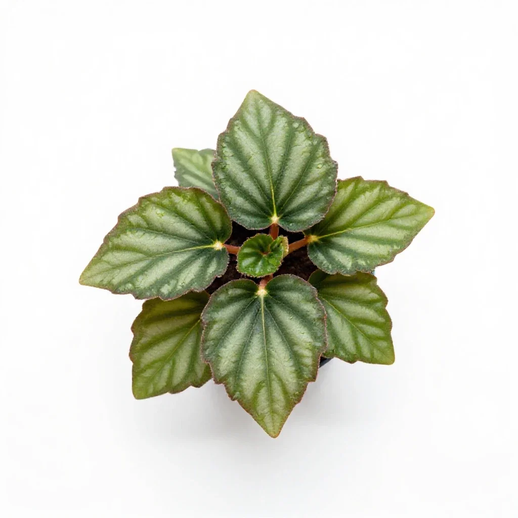 Rex begonia isolated on a white background