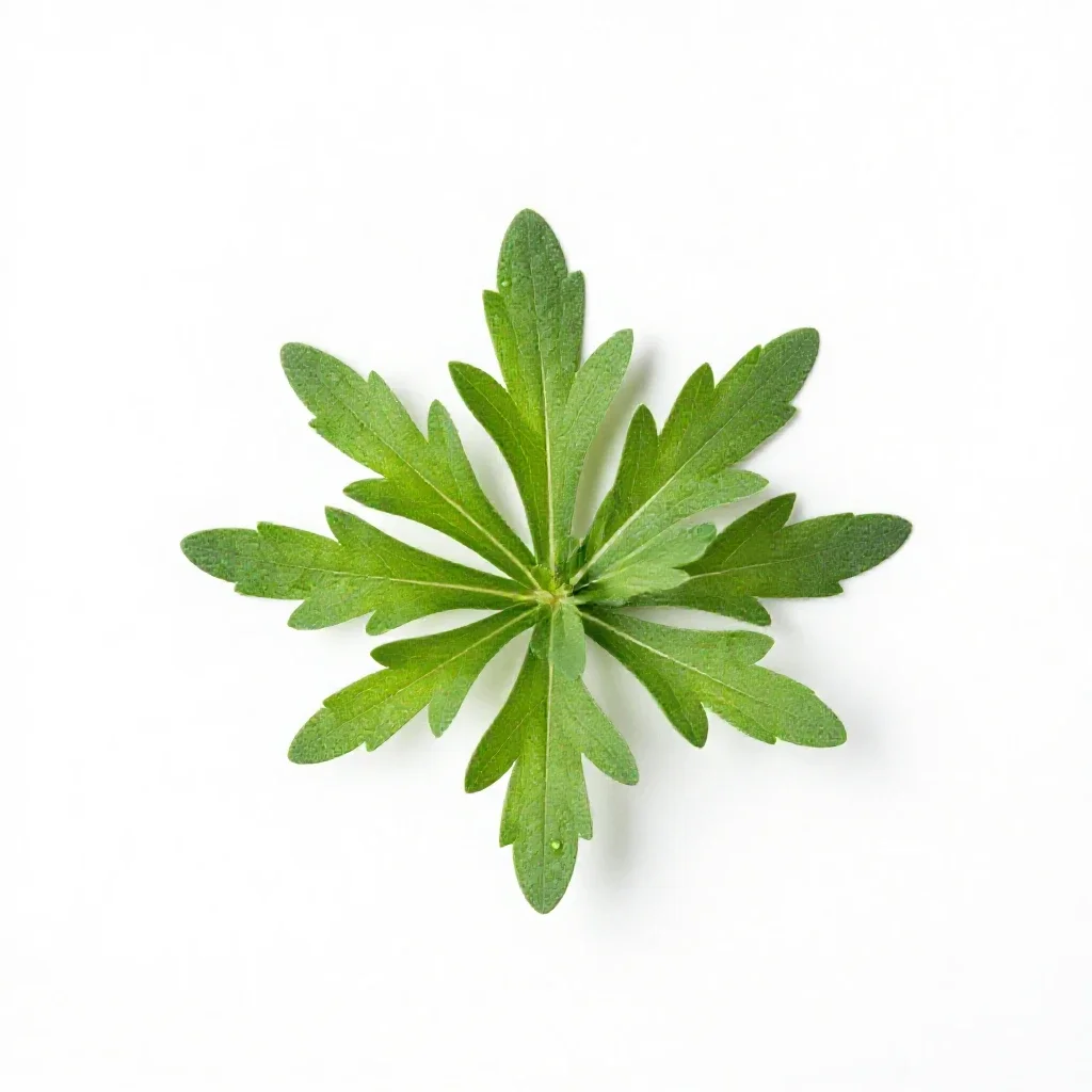 Rough-leaved aster isolated on a white background