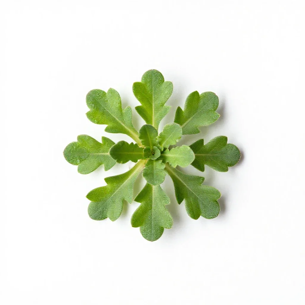 Sandwort isolated on a white background