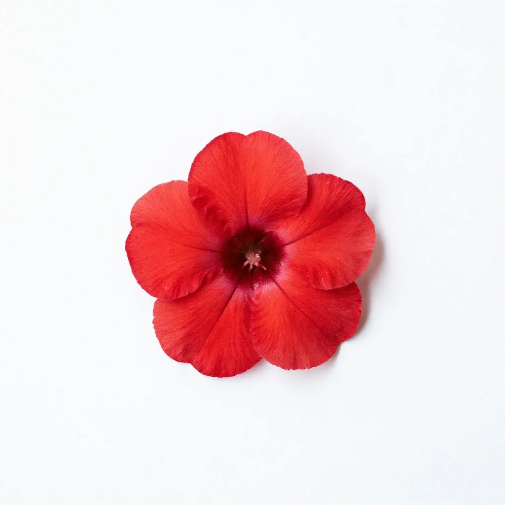 Scarlet musk flower isolated on a white background