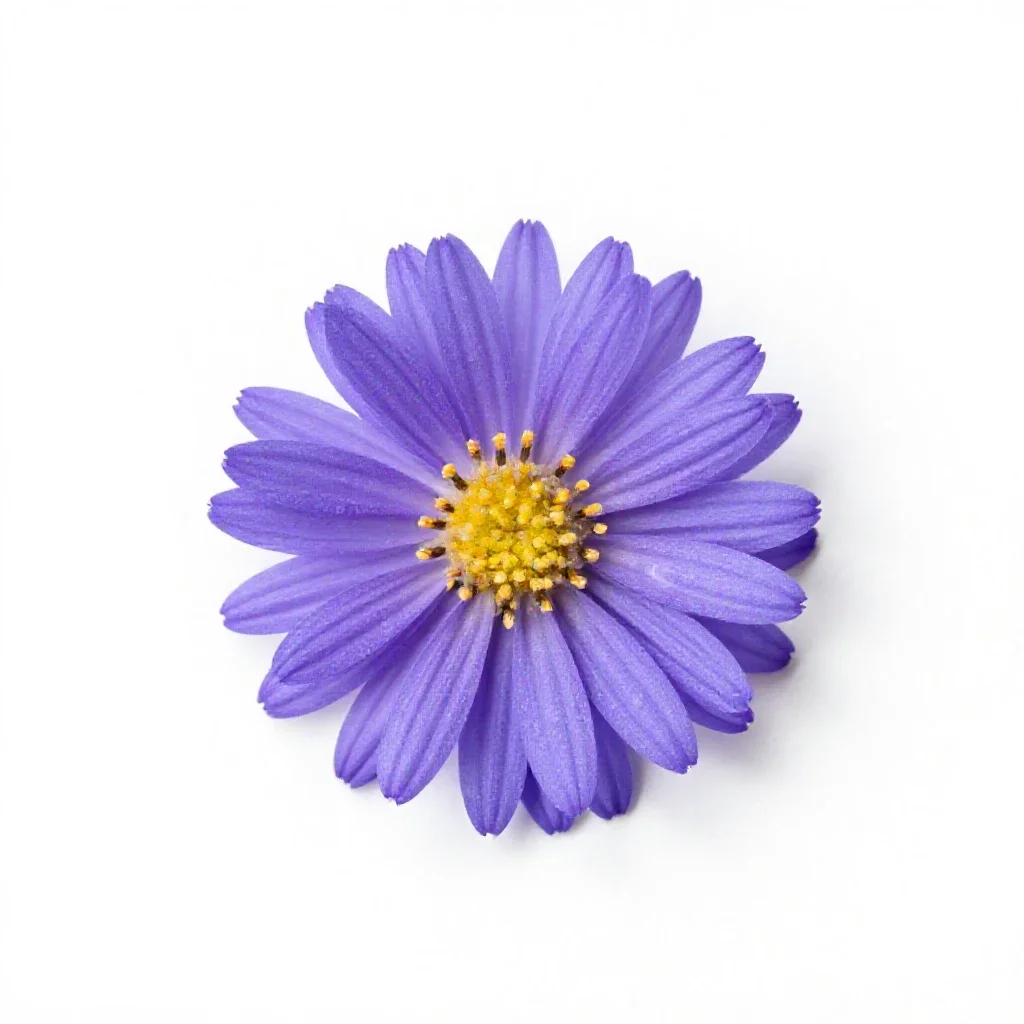 Sea aster isolated on a white background