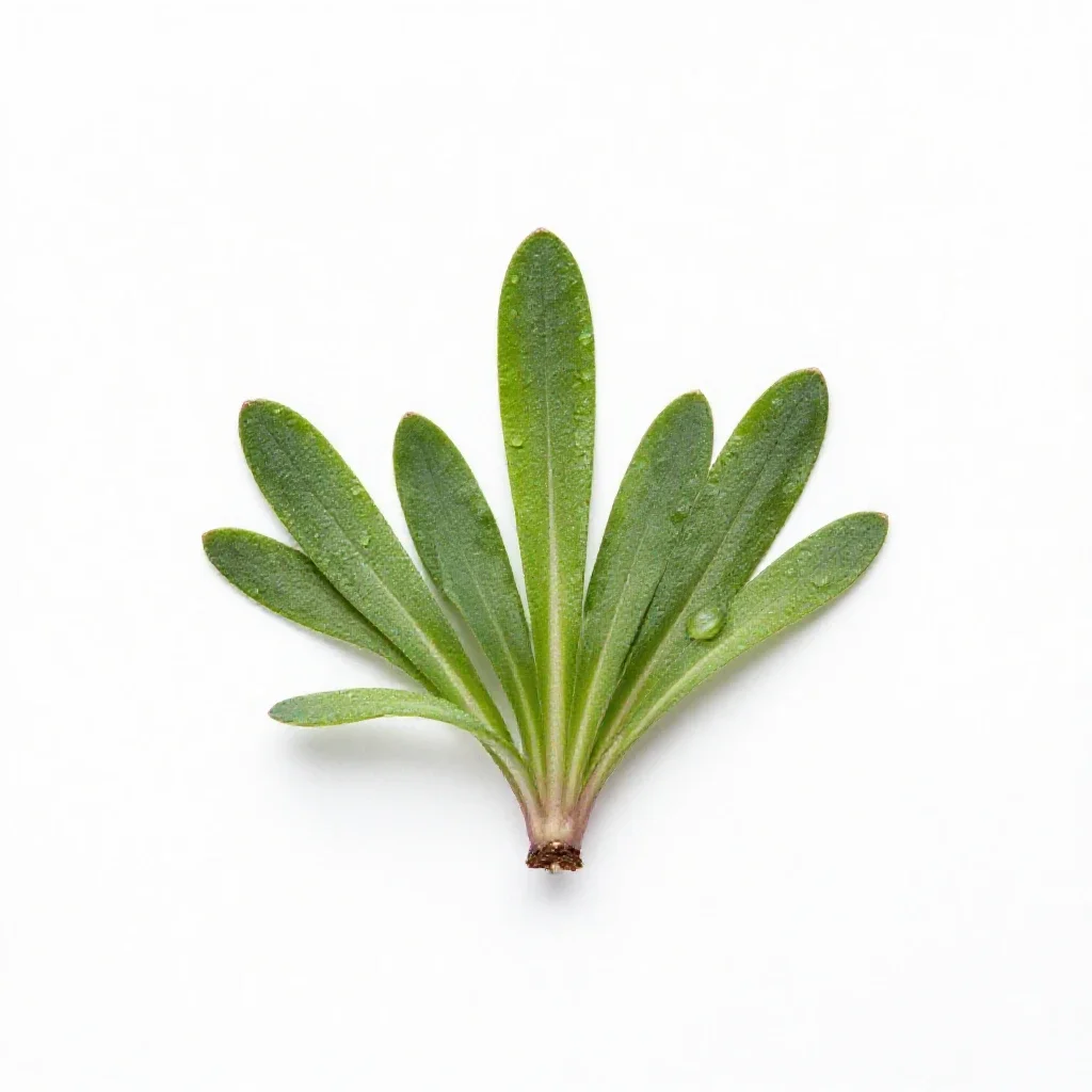 Silene isolated on a white background