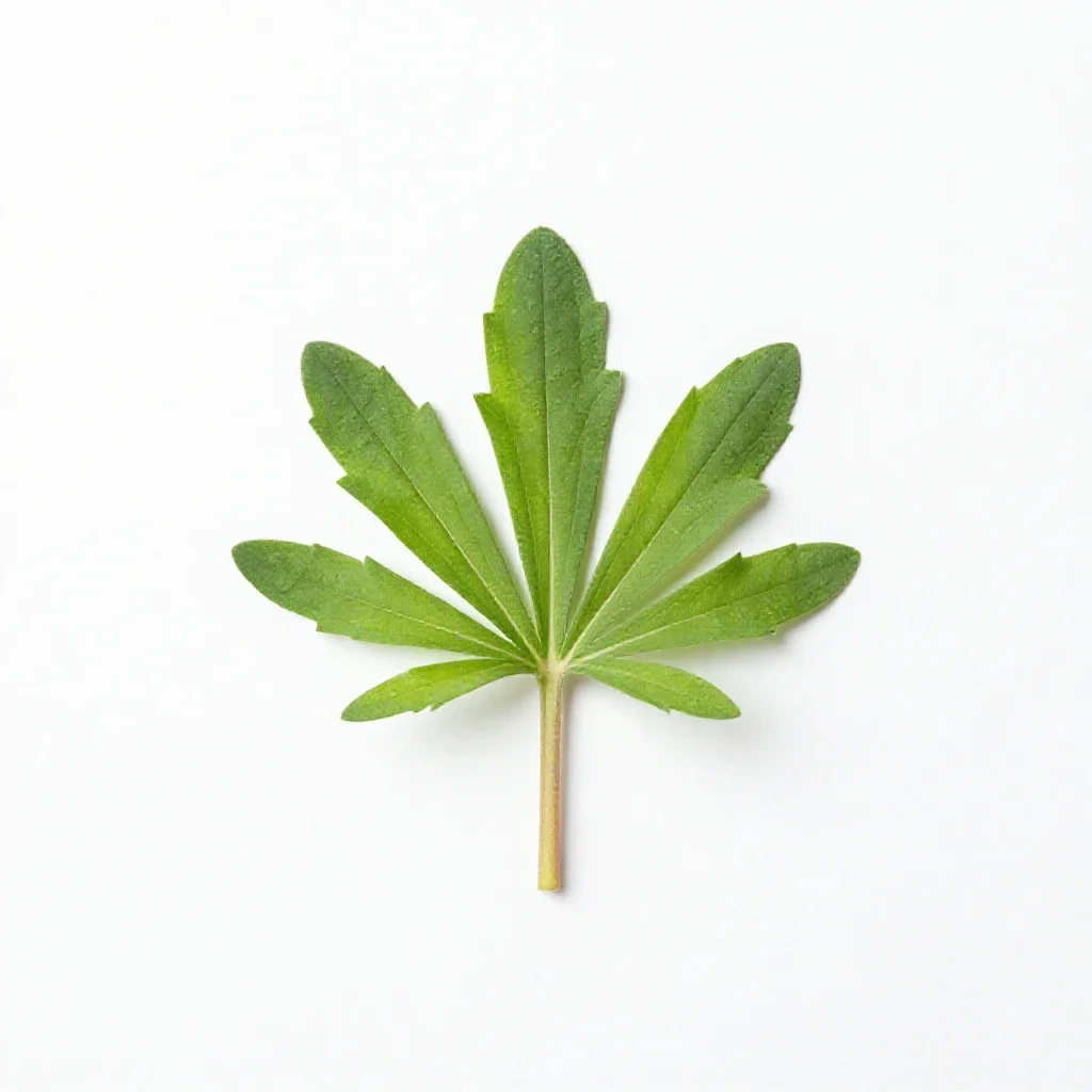 Soapwort gentian isolated on a white background