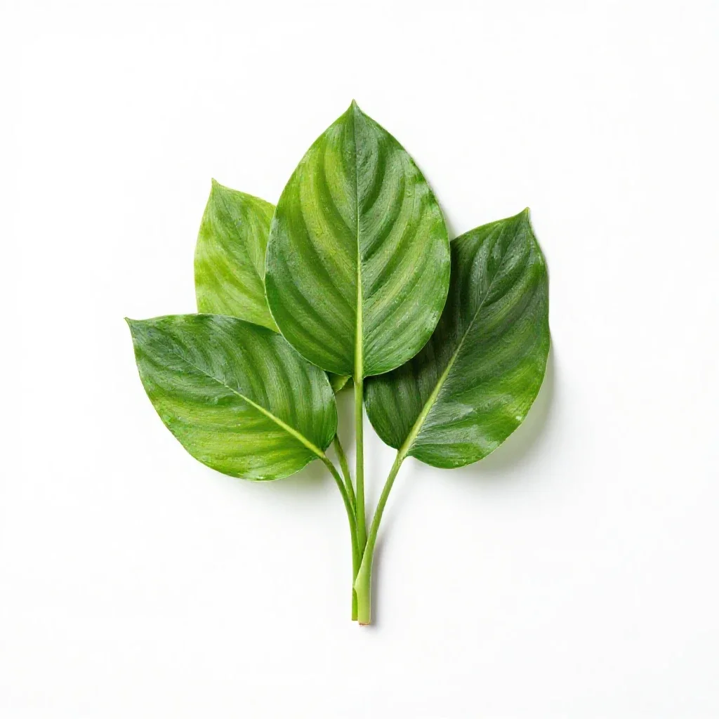 Spathiphyllum isolated on a white background