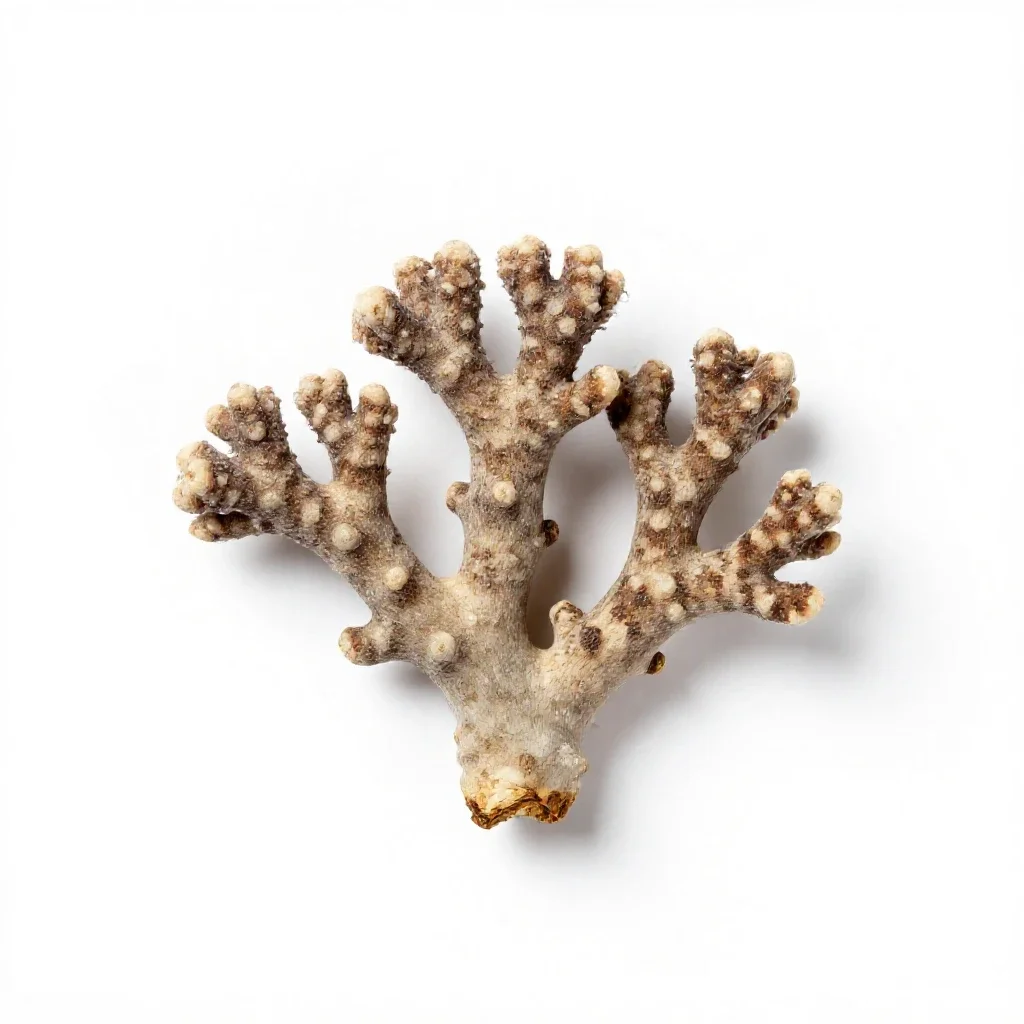 Spotted coral root isolated on a white background