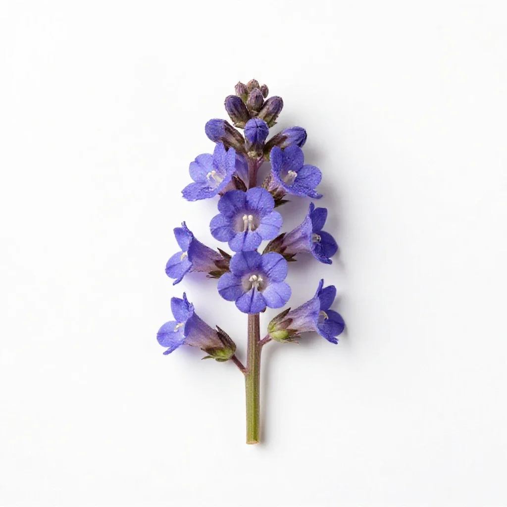 Spurred gentian isolated on a white background