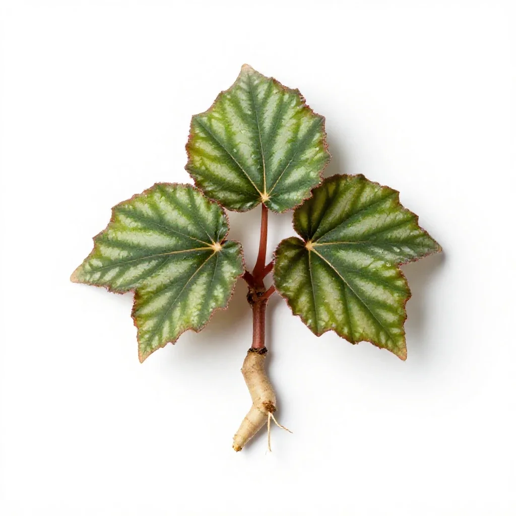 Tuberous begonia isolated on a white background