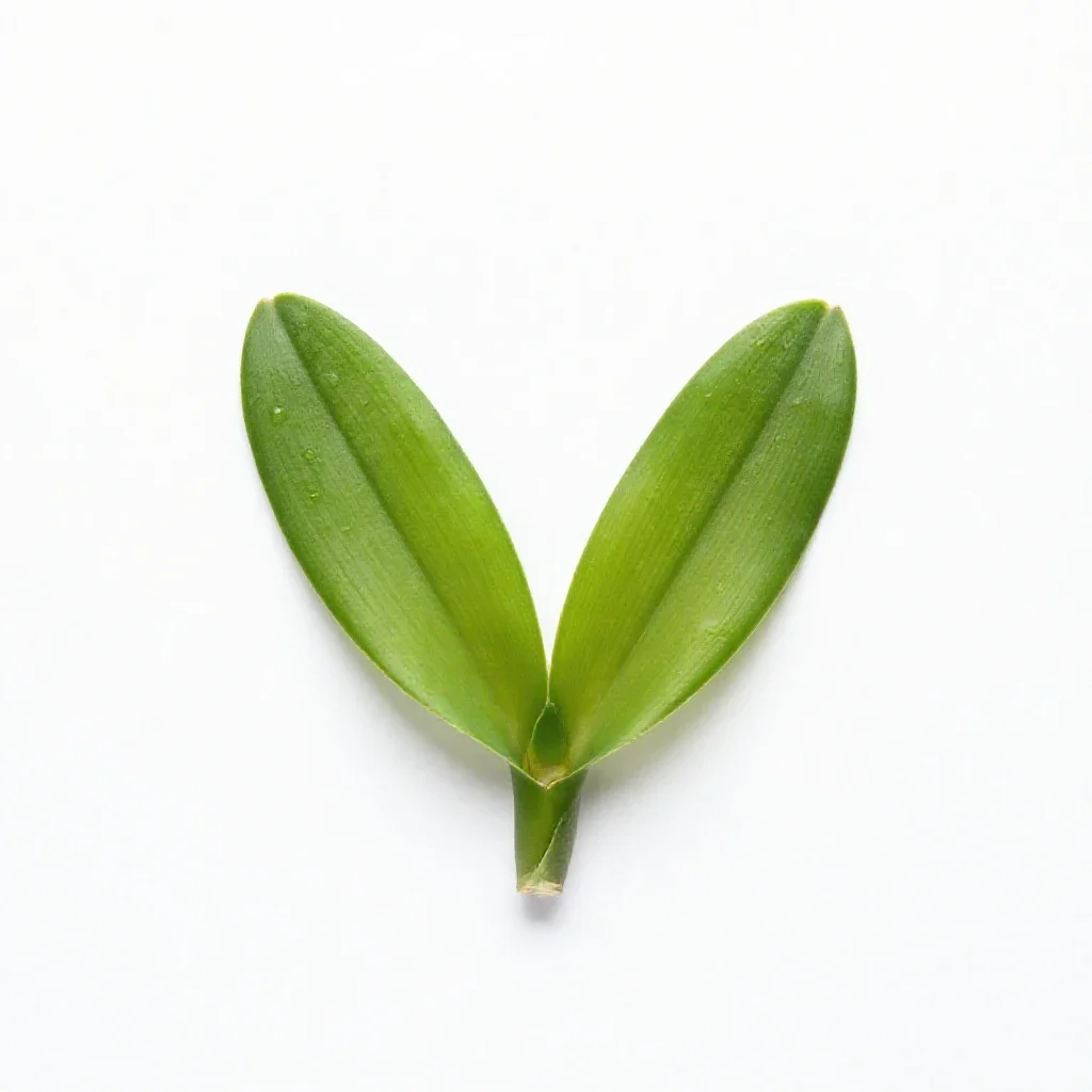 Twayblade isolated on a white background