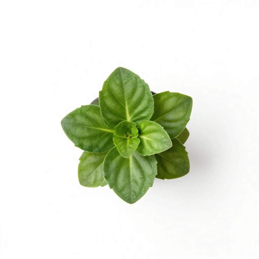 Wax begonia isolated on a white background
