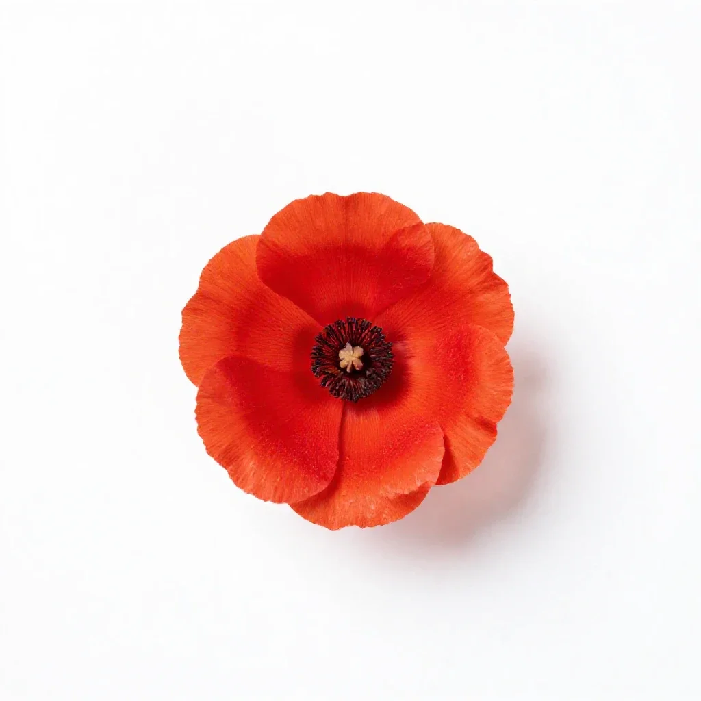 Western poppy isolated on a white background