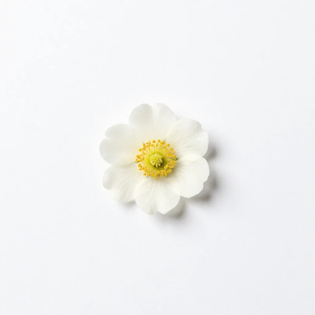 White campion isolated on a white background