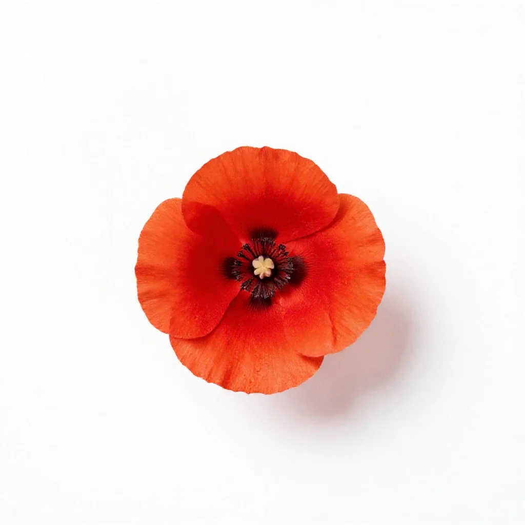 Wind poppy isolated on a white background