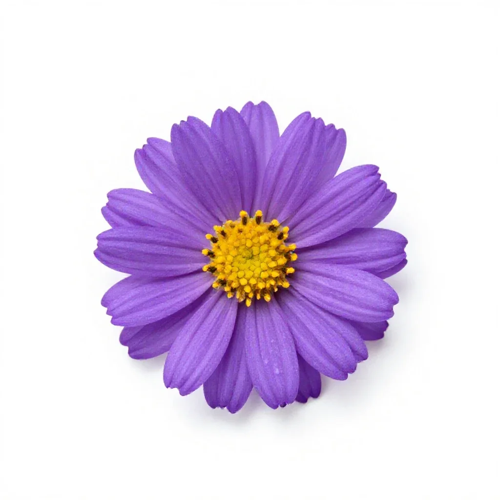 Wood aster isolated on a white background