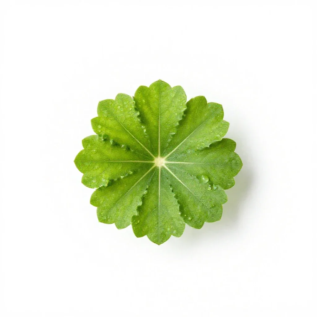 Xeranthemum isolated on a white background