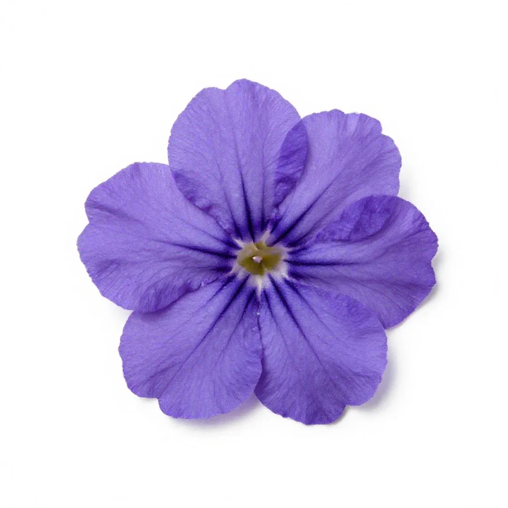 Immortelle isolated on a white background