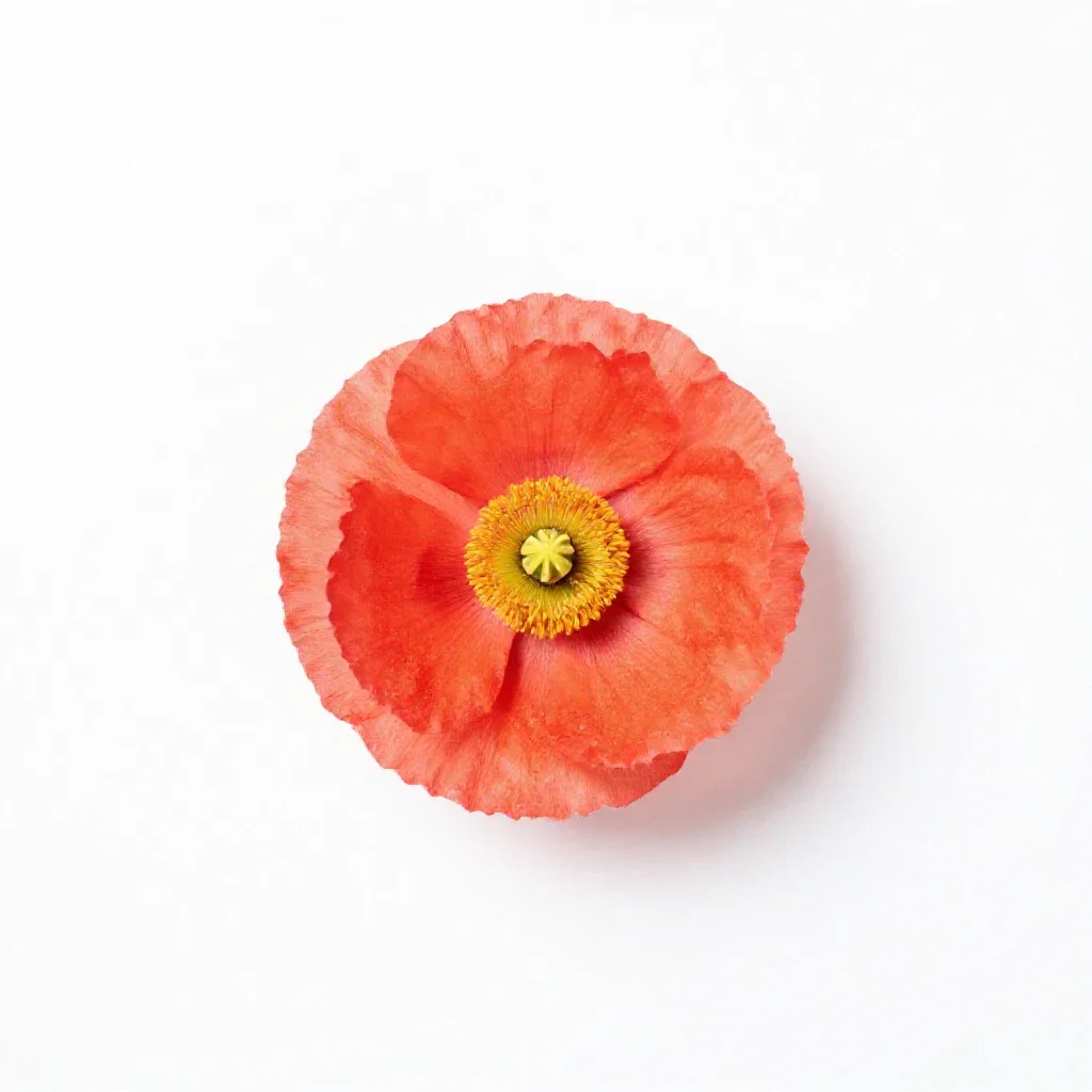 Oriental poppy isolated on a white background