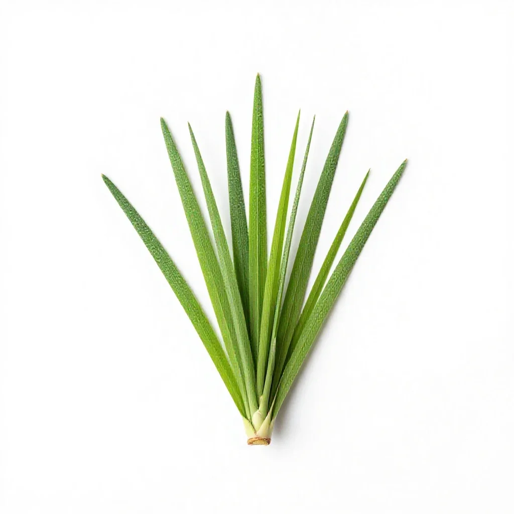 Bear grass isolated on a white background