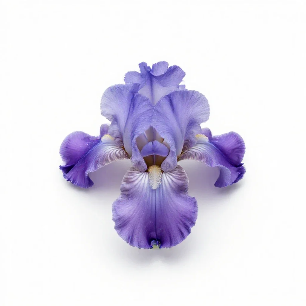 Beardless iris isolated on a white background