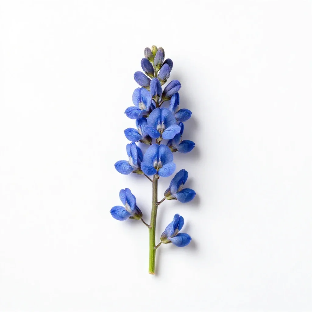 Blue false indigo isolated on a white background