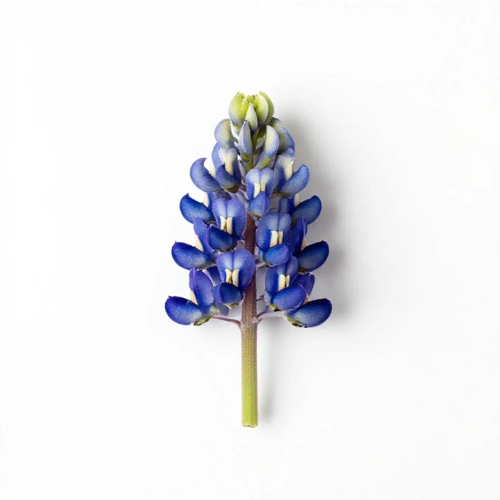 Bluebonnet isolated on a white background