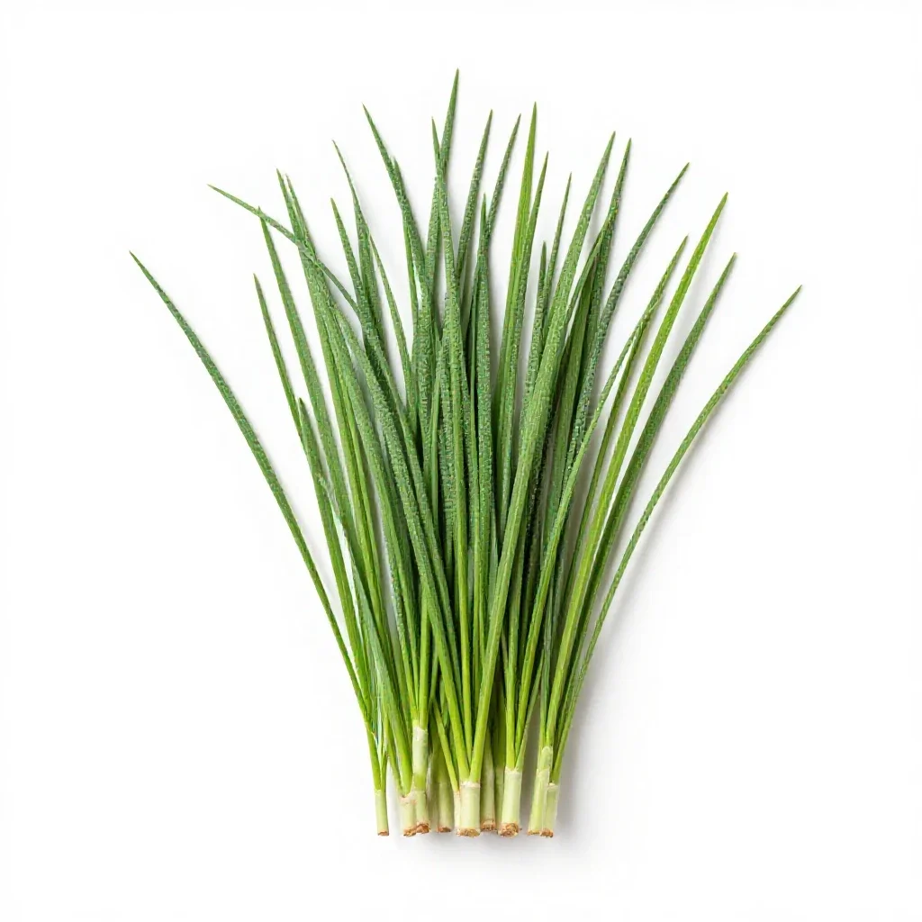 Bluegrass isolated on a white background