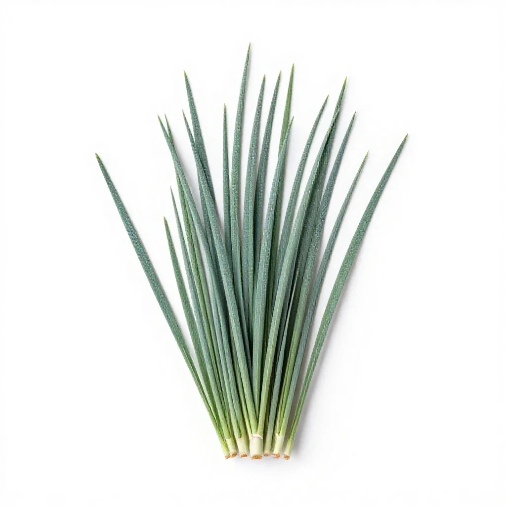 Bluestem isolated on a white background