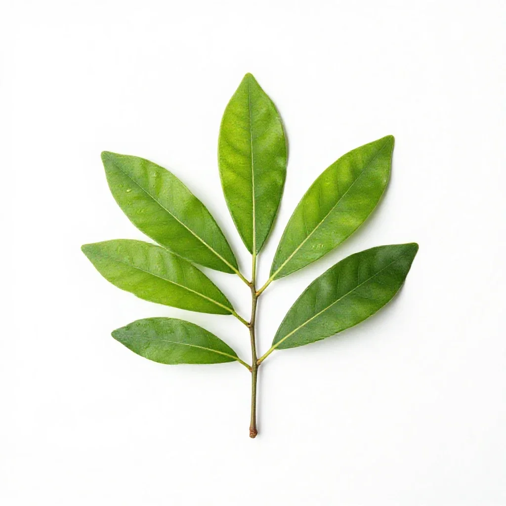 Bower actinidia isolated on a white background