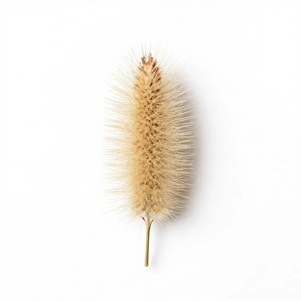 Bristlegrass isolated on a white background