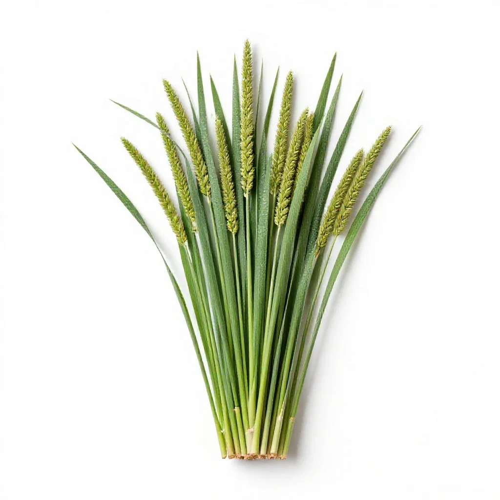 Broomcorn isolated on a white background