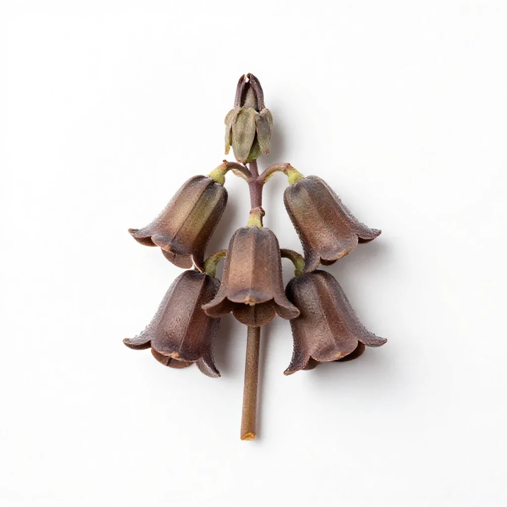 Brown bells isolated on a white background