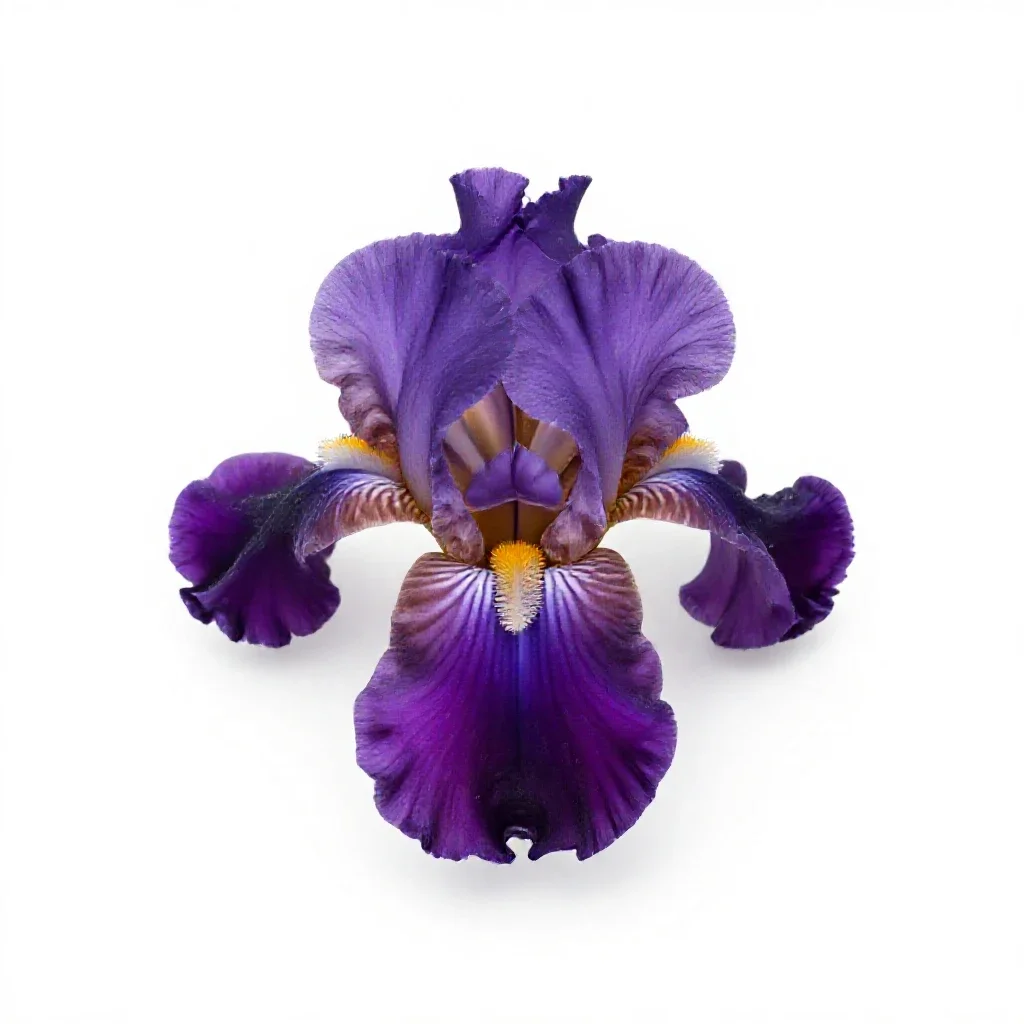 Bulbous iris isolated on a white background