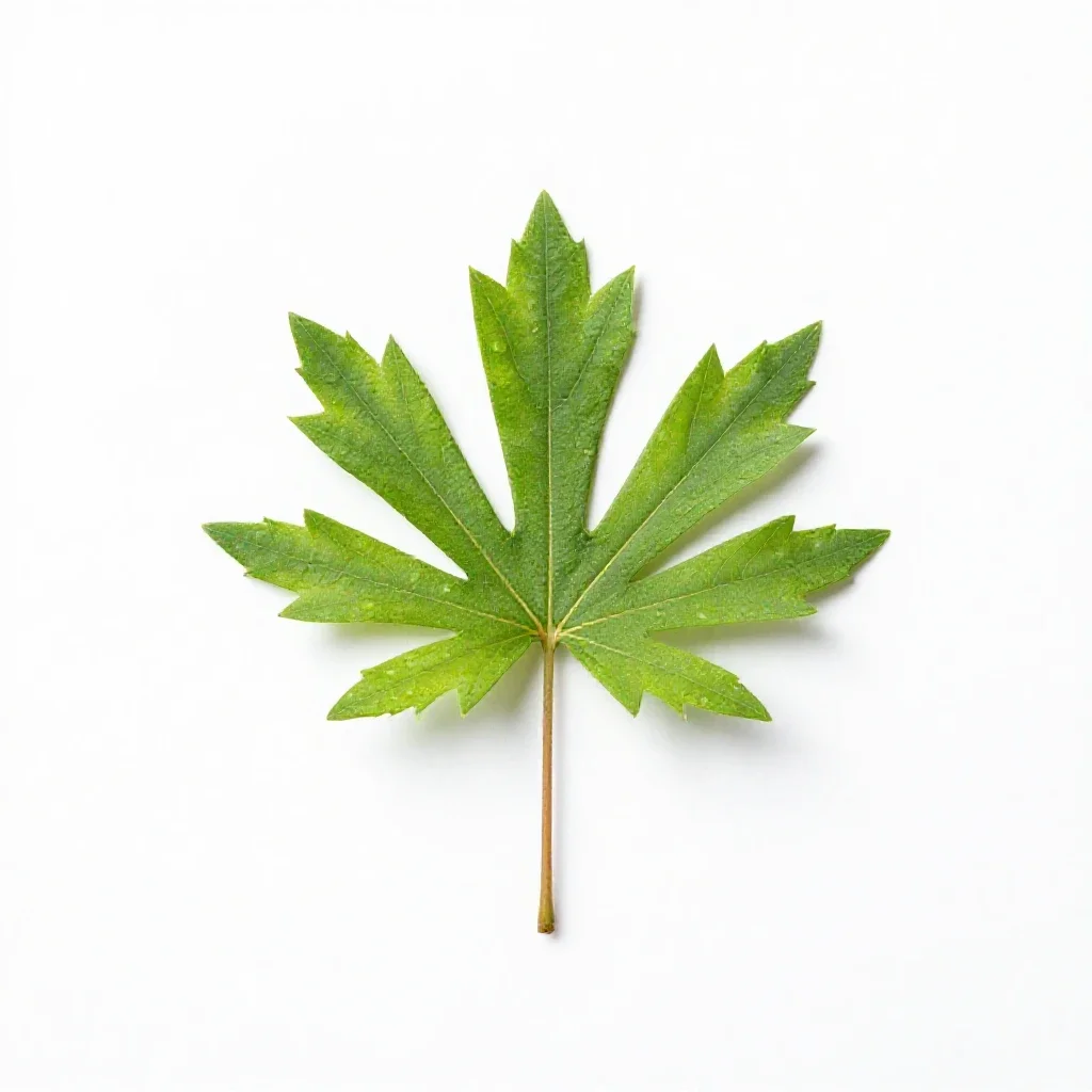 Bullbrier isolated on a white background