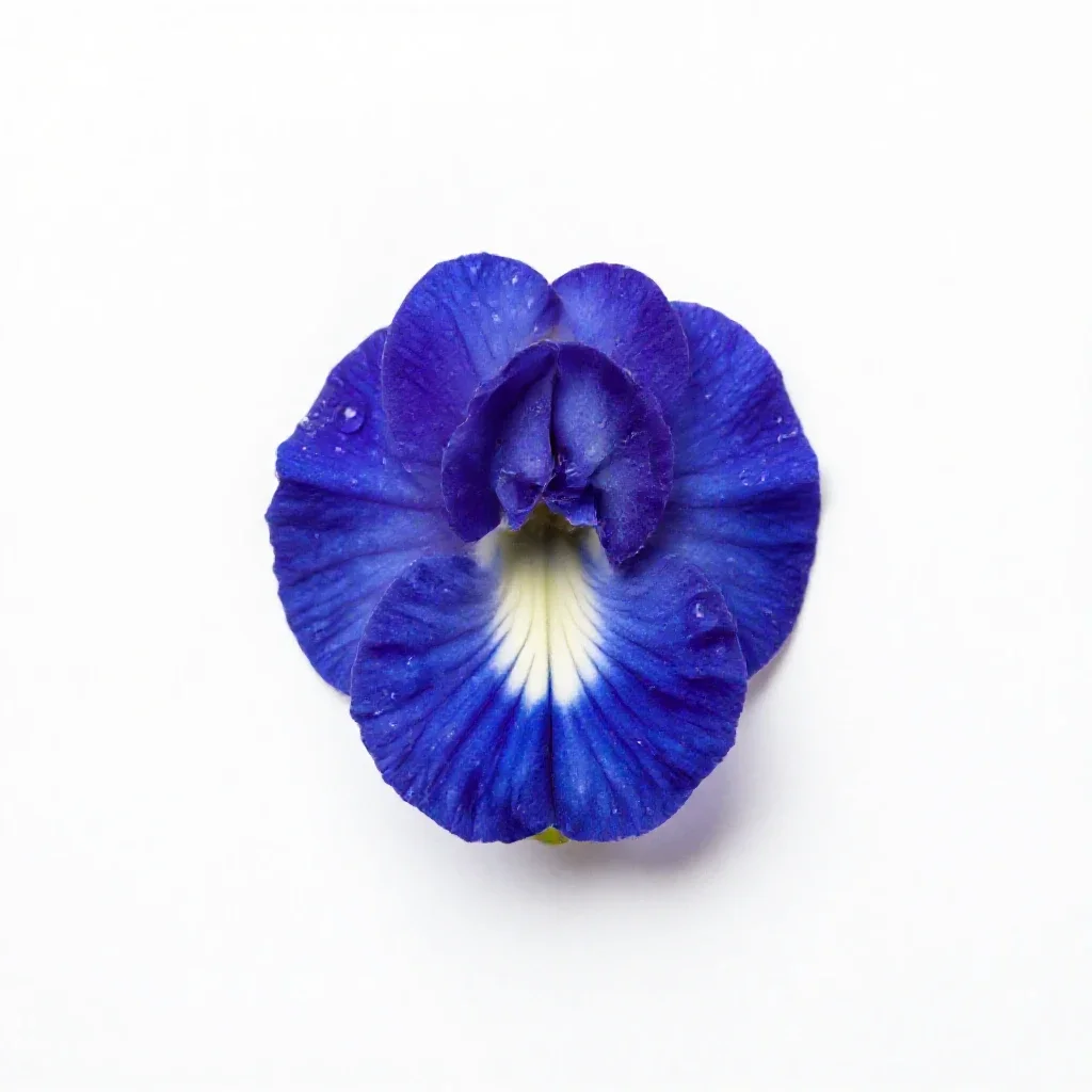 Butterfly pea isolated on a white background