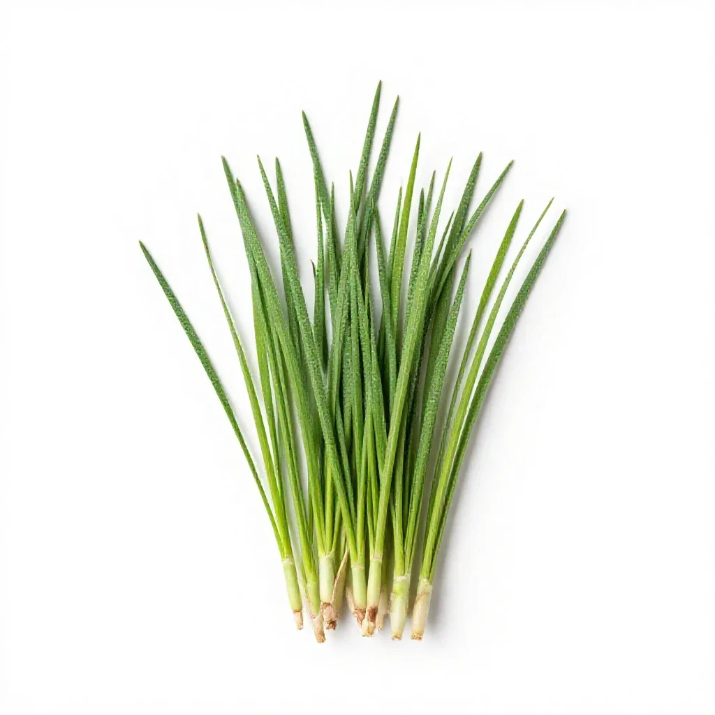 Canary grass isolated on a white background
