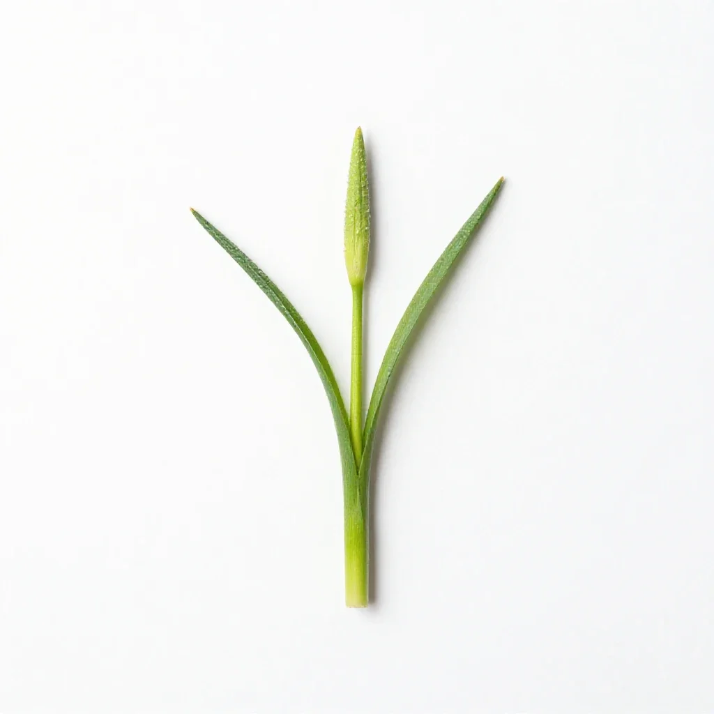 Common camas isolated on a white background