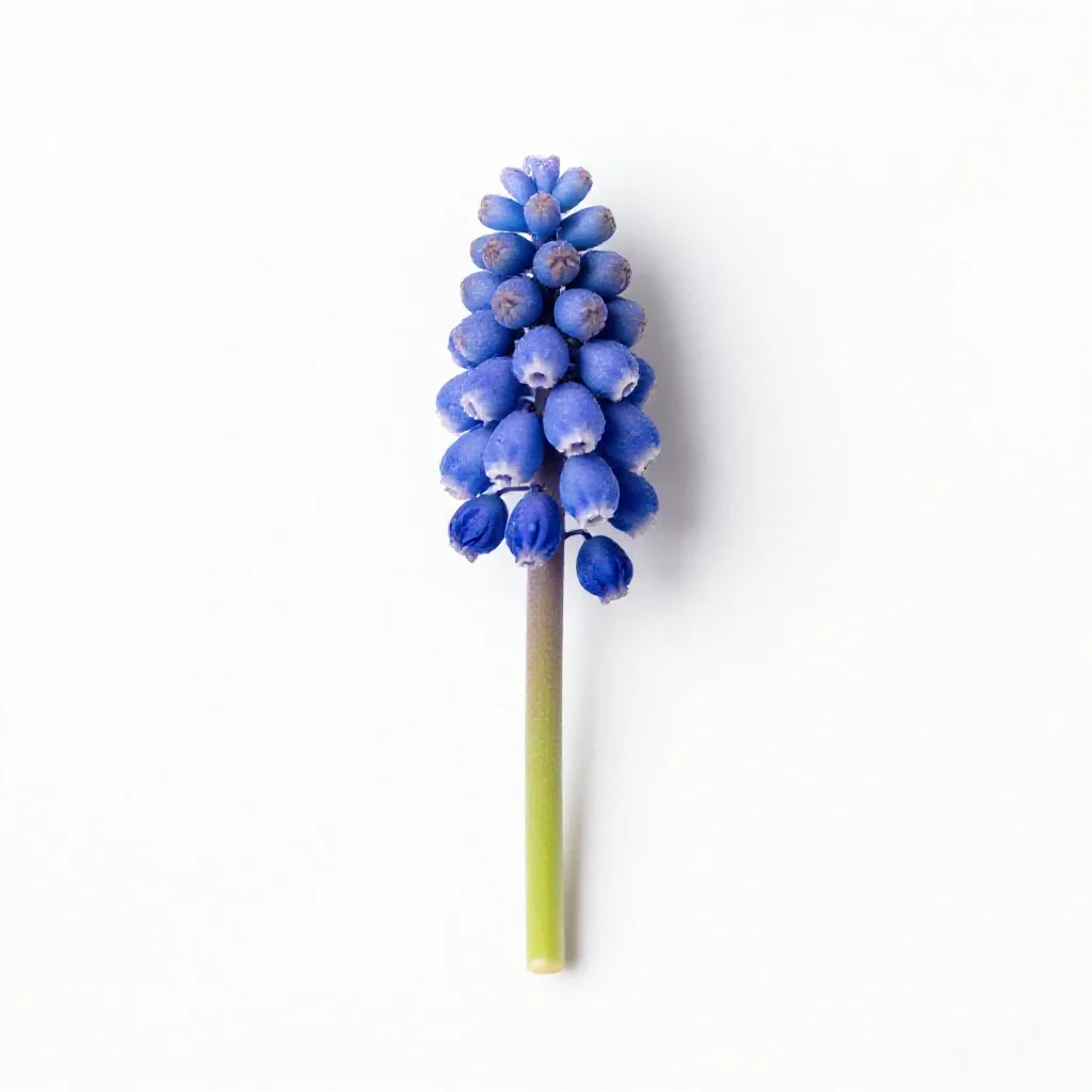 Common grape hyacinth isolated on a white background